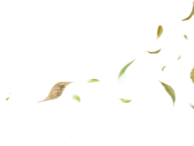 wind-right